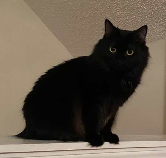 Photo of Kai