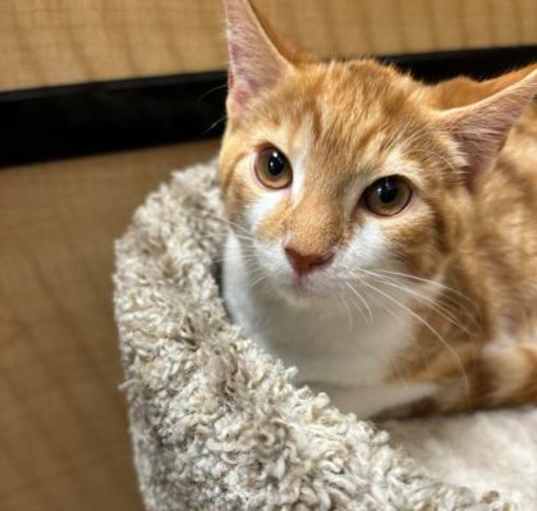 Photo of Scuba Steve - PetSmart Marlton