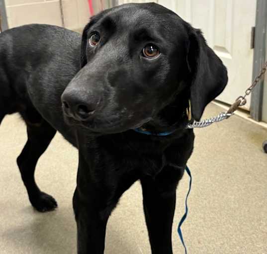 Photo of Officer Doofy