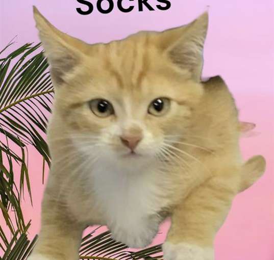 Photo of *SOCKS