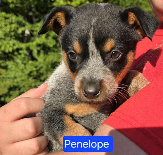 Photo of Penelope