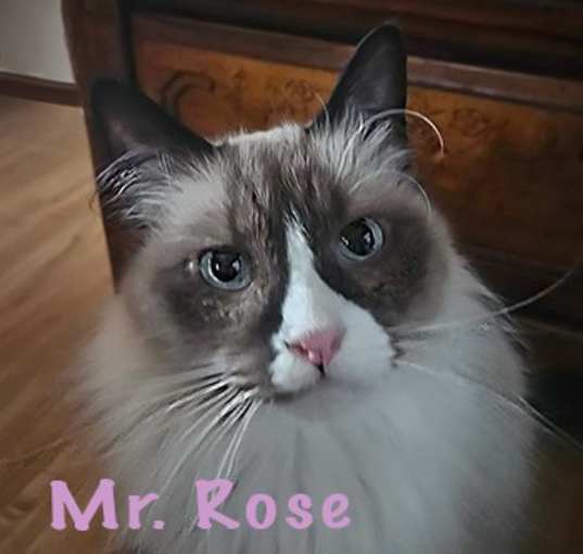 Photo of Mr. Rose