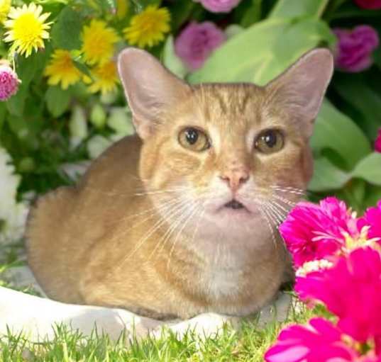 Photo of Griffin