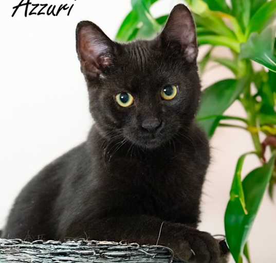 Photo of Azzuri