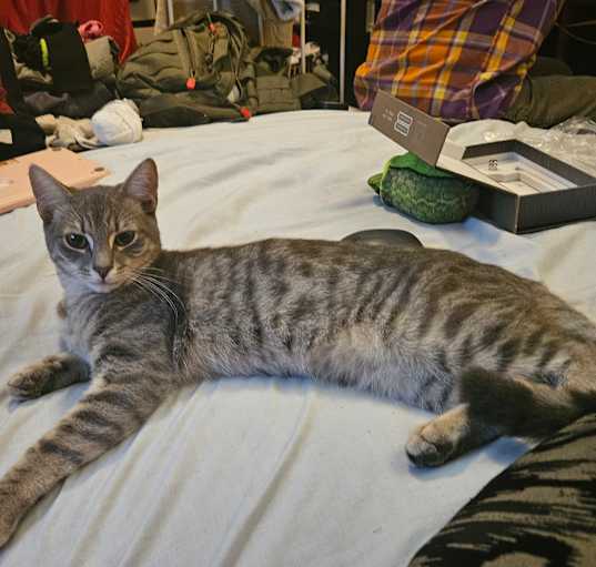 Photo of 2 Male Grey Tabby kittens