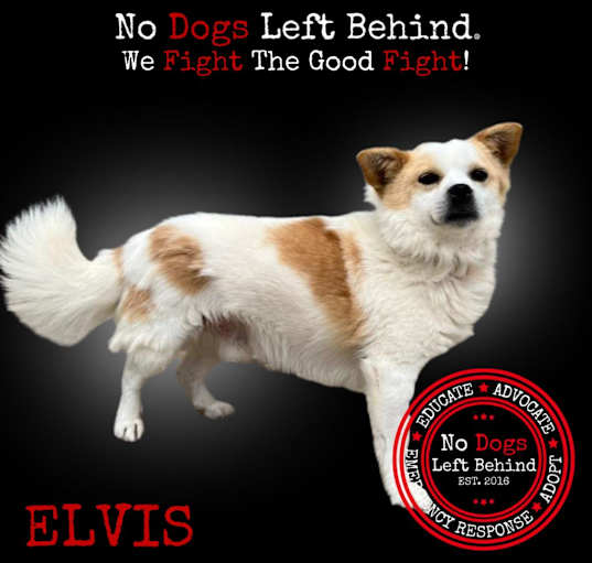 Photo of Elvis 9413