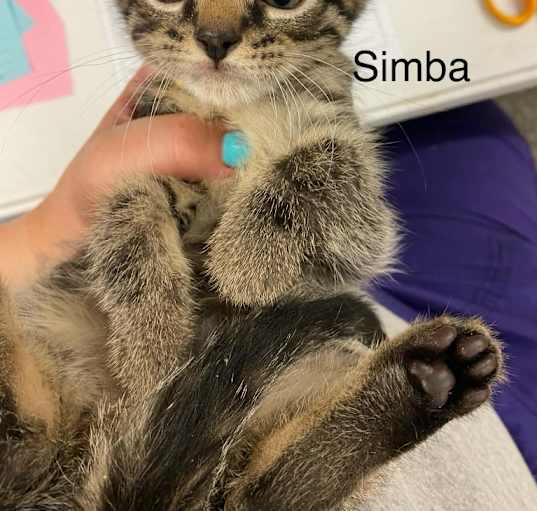 Photo of Simba