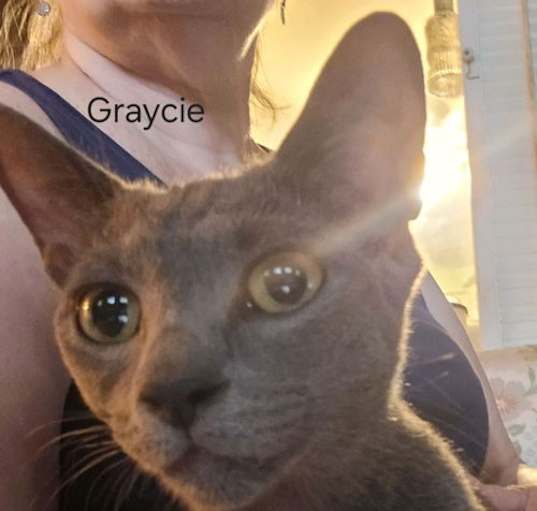 Photo of Graycie (24-610)