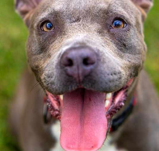 Photo of Isabella Itty-Bitty Bat-Eared Pittie