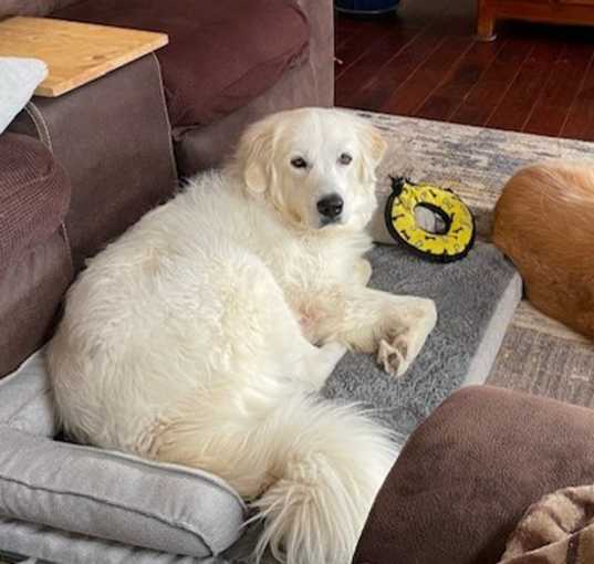 Photo of Hank