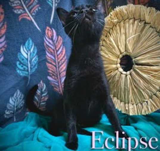 Photo of Eclipse