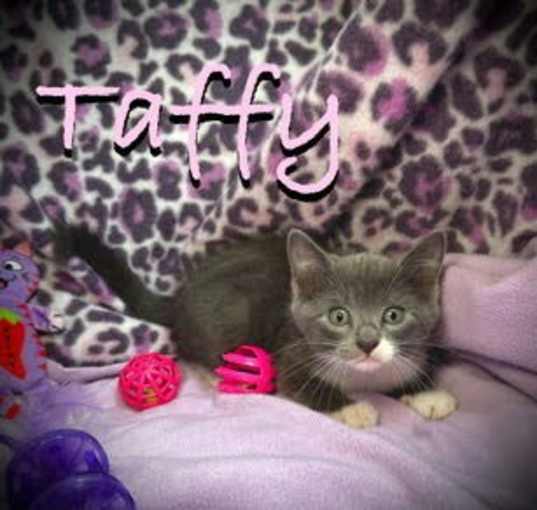 Photo of Taffy