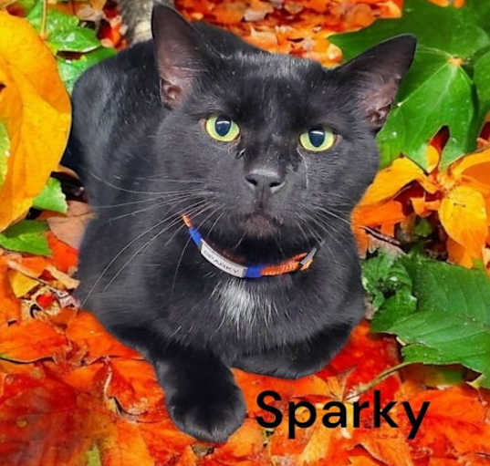 Photo of Sparky