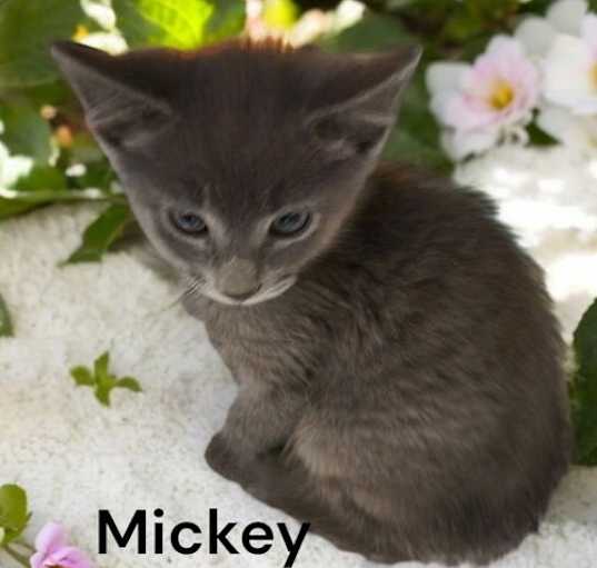 Photo of Mickey