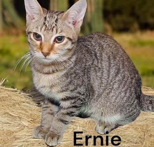 Photo of Ernie