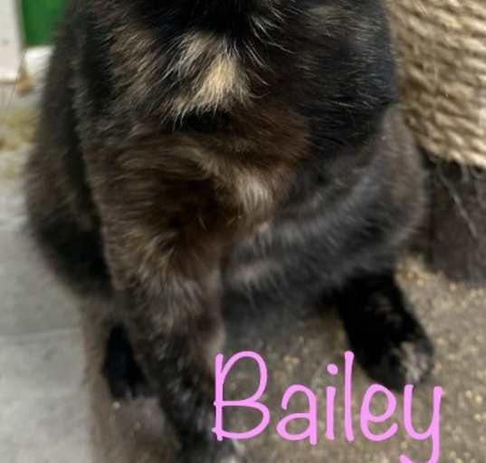 Photo of Bailey