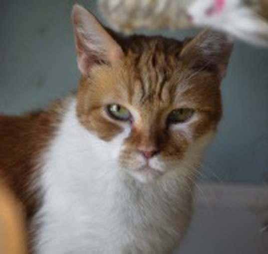 Photo of Harvey
