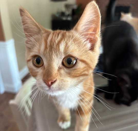 Photo of Cheeto