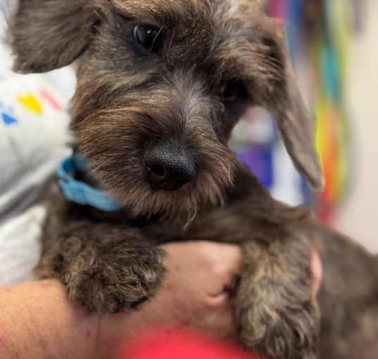 Photo of Keebler-Adorable Small Terrier Mix