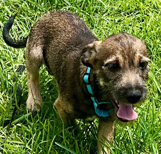 Photo of Kimble-Adorable Small Terrier Mix