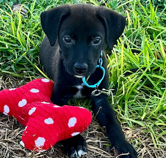 Photo of Snax-Adorable Little Lab Mix Pup