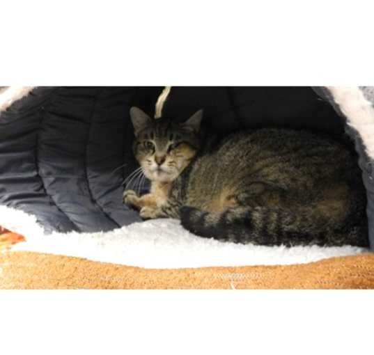 Photo of Zelda