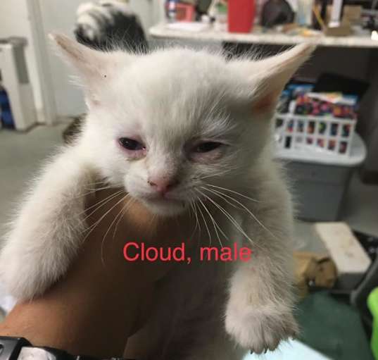 Photo of Cloud