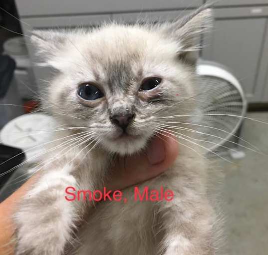 Photo of Smoke