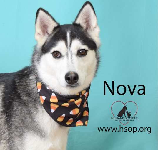 Photo of Nova