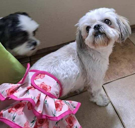 Photo of Snowy & Moses