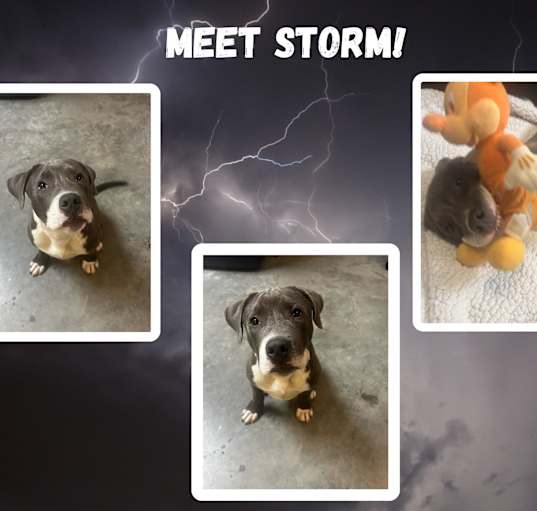 Photo of Storm