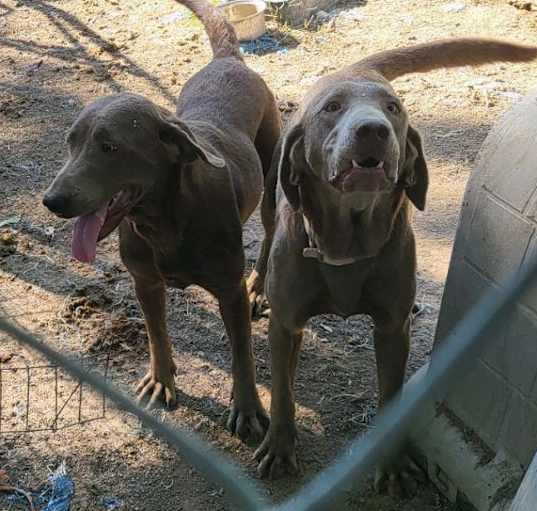 Photo of Roxie & Bambi