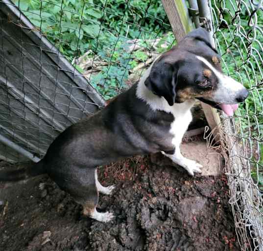 Photo of Casey