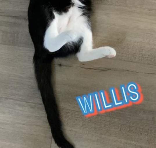 Photo of Willy