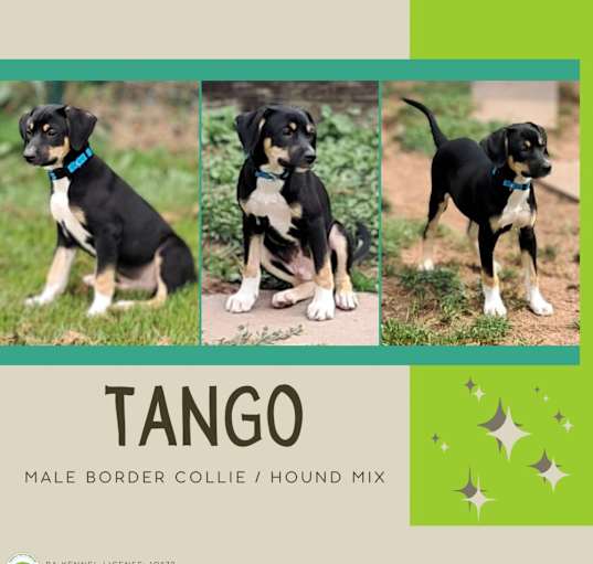 Photo of Tango