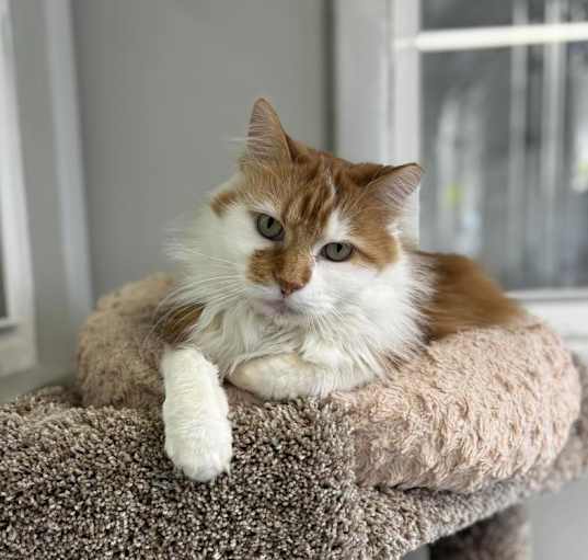 Photo of Tresemme (Vestal PetSmart)