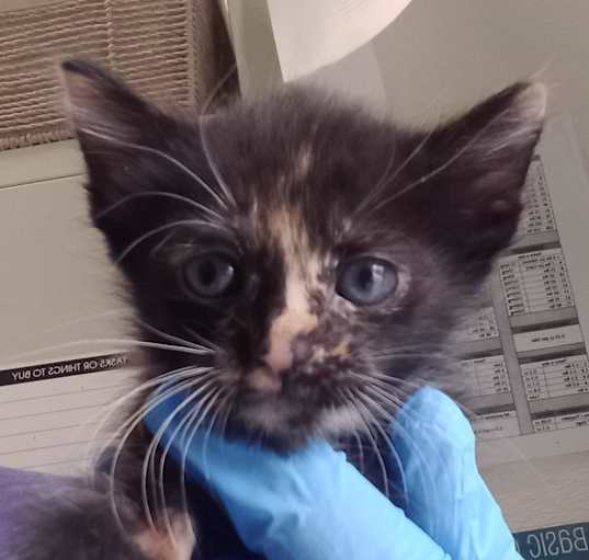 Photo of Polydactyl