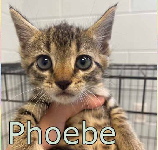 Photo of Phoebe