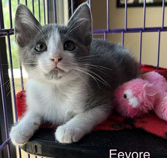 Photo of Eeyore 24-09-003