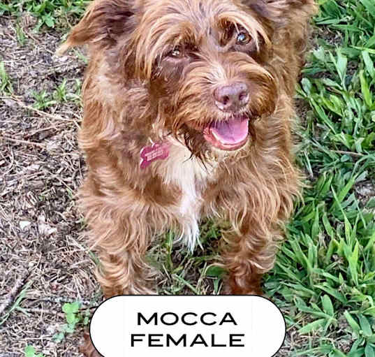 Photo of Mocca