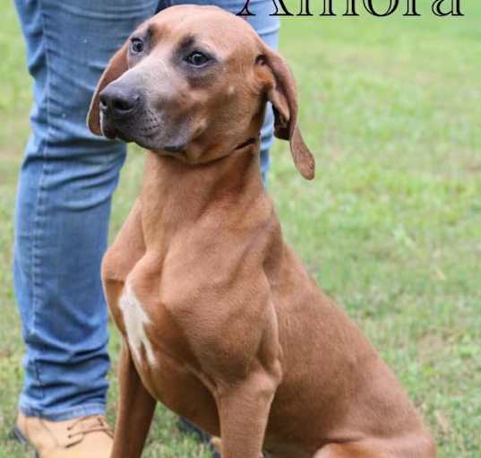 Photo of Amora