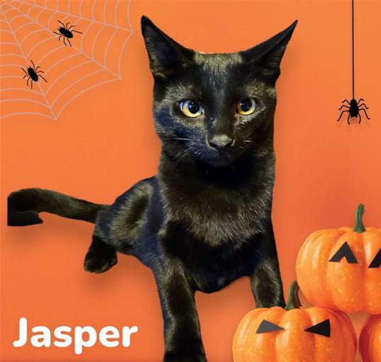 Photo of *JASPER