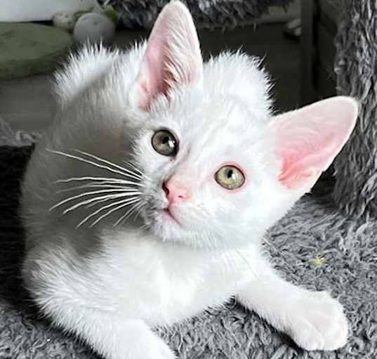 Photo of KITTEN CRYSTAL