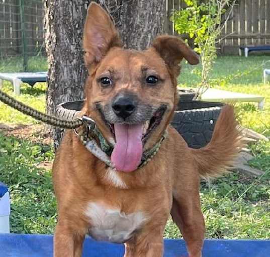 Photo of Auggie1
