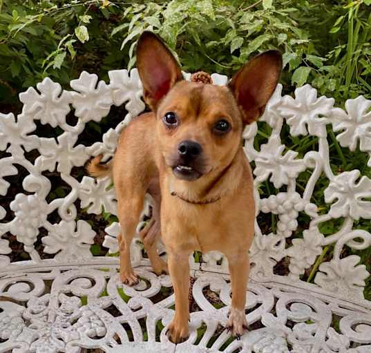 Photo of Mac the Chihuahua Mix