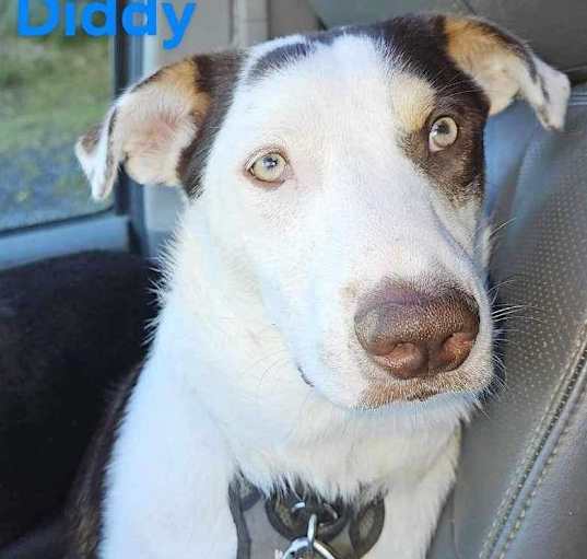 Photo of Diddy