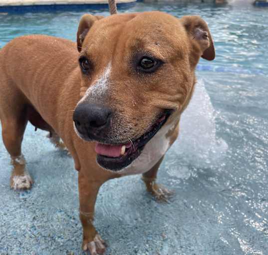 Photo of GINGER