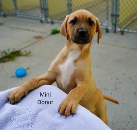 Photo of Mini Donut