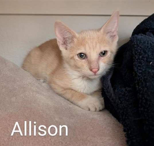 Photo of ALLISON