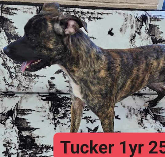 Photo of Tucker